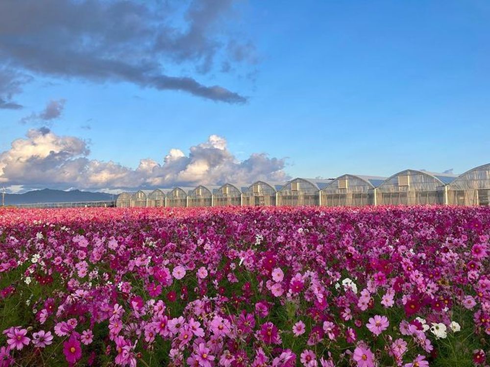 花の海 イメージ