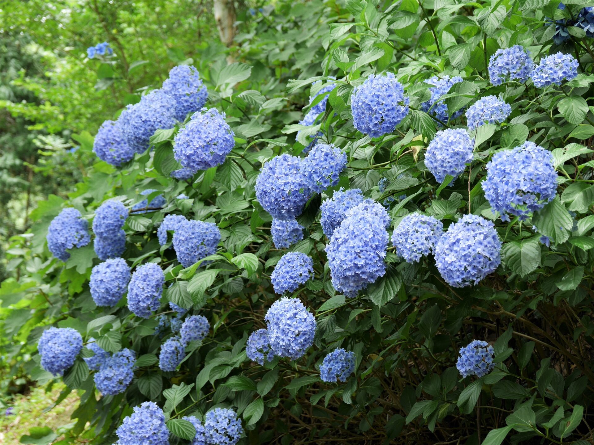 初心者にもできる 花の育て方 楽しみ方 第58回 コラム 公式 ほっぷ下関 山口県下関市でランチ テイクアウト エステ 不動産を探せるフリーペーパー 初心者にもできる 花の育て方 楽しみ方 第58回 コラム 公式 ほっぷ下関 山口県下関市でランチ テイクアウト エステ 不動産を探せるフリーペーパー