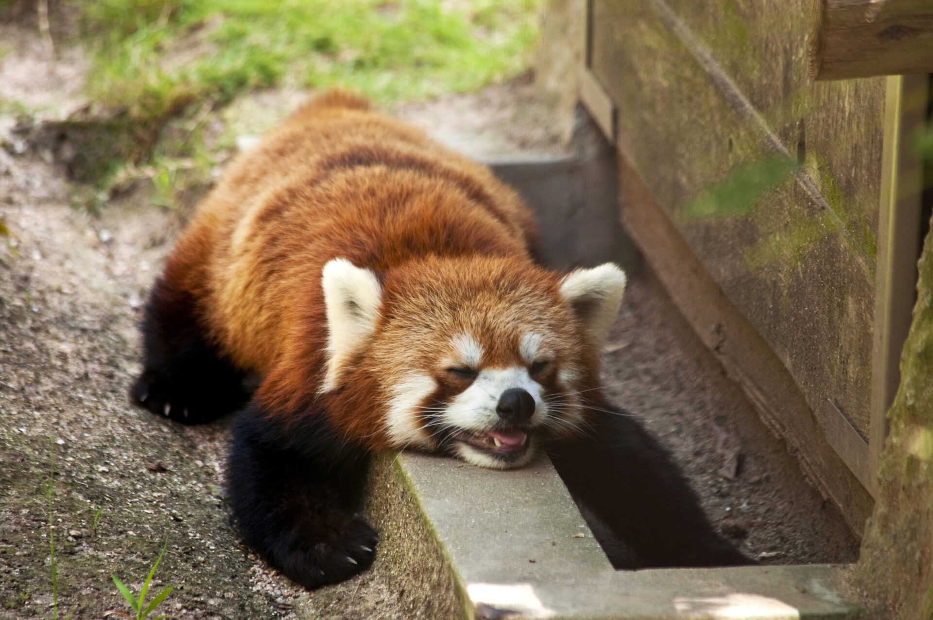 徳山動物園の動物たちの素敵な写真がずらり イベント 【公式】ほっぷ下関｜山口県下関市でランチ,テイクアウト,エステ,不動産,イベントを