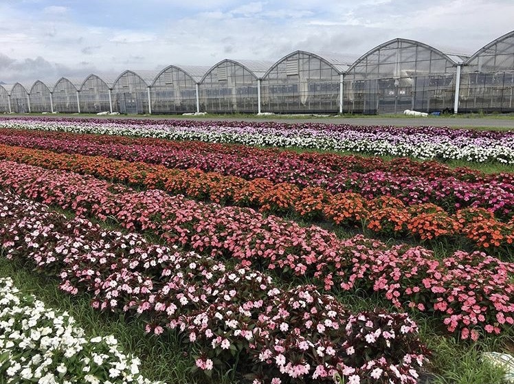 花の海 ほっぷ下関